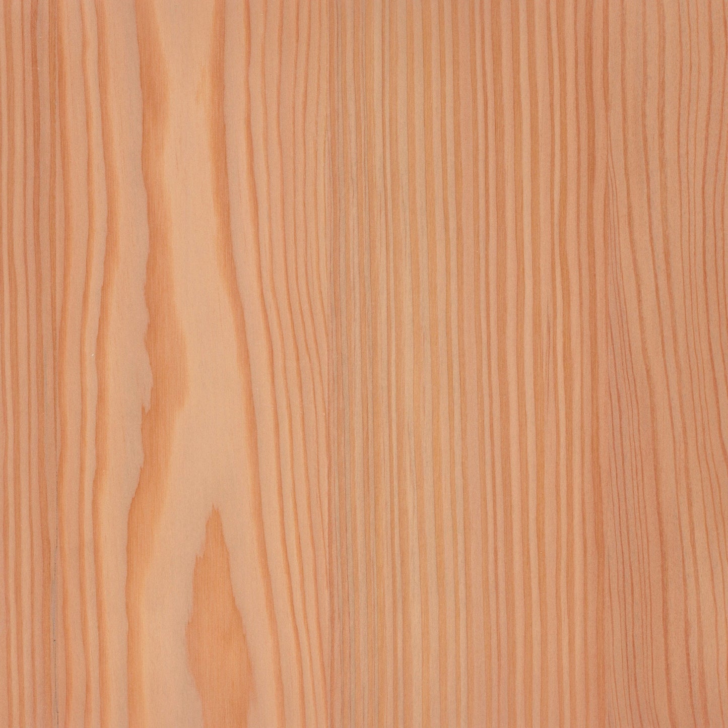 Larch